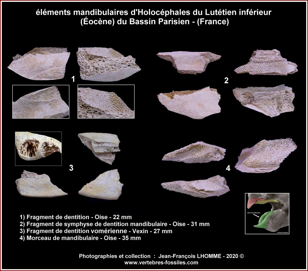 pl_chimeriformes_eocene_bp2.jpg