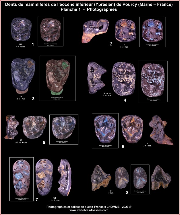 pl_dents_mammiferes_pourcy.thumb.jpg.b221ce5c267670f8ee969517bb5c5842.jpg