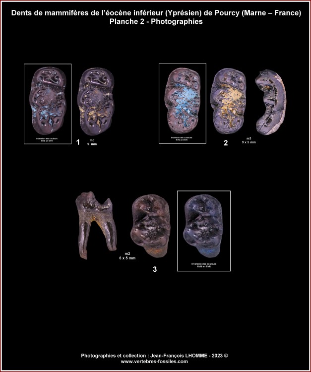 pl_dents_mammiferes_pourcy3.thumb.jpg.a8c081df9e9d5224e620d0c74fb0d4a9.jpg