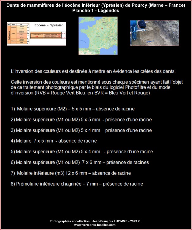 pl_dents_mammiferes_pourcy_legendes-Copie.thumb.jpg.d628d575a70c2f28fcd1a9ce76f2d3bb.jpg