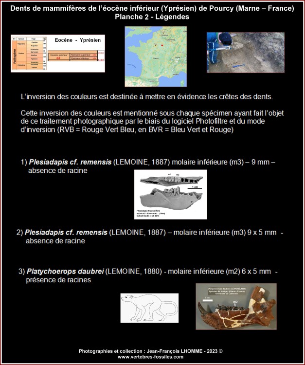 pl_dents_mammiferes_pourcy_legendes2.thumb.jpg.9f9e548d4e5e8b79e1a0c93b0164b535.jpg