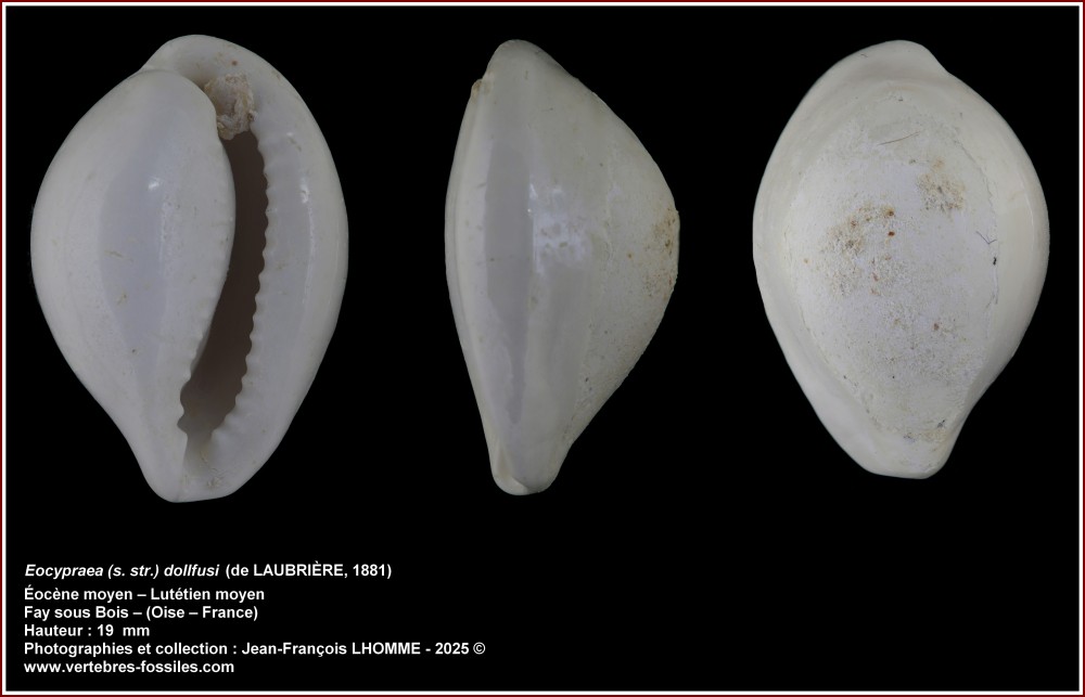 pl_eocypraea_dolfussi_fays.jpg