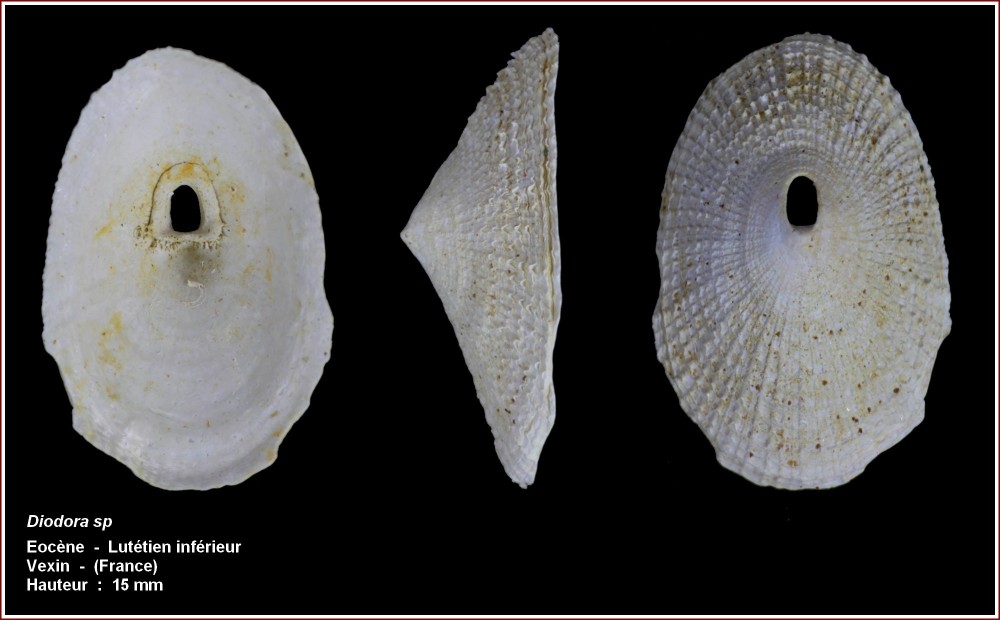 pl_fissurella_vexin.jpg