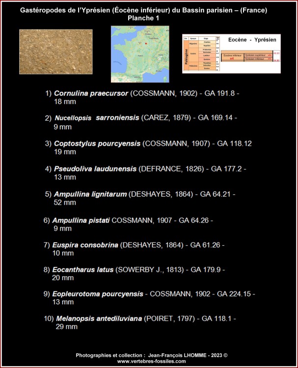 pl_gasteropode_pourcy1_legendes.jpg