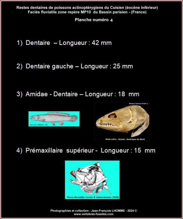 pl_globale_poissons_osseux_legende_planche4.thumb.jpg.f28570b429dae2a89f0a0de6a9e63ccf.jpg