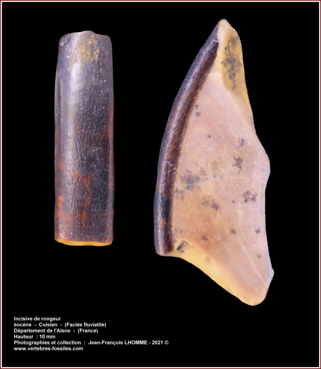 pl_incisive_rongeur1.jpg