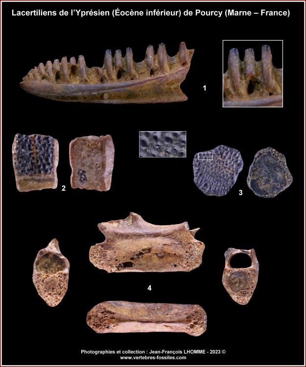 pl_lacertiliens_pourcy.thumb.jpg.c74f5c5ee848edd3dcb122ab0d5a9c8b.jpg