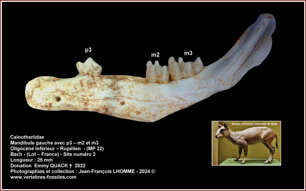 pl_mandibule_cainotherium.thumb.jpg.33f5a8e55c367d512149243b5ca65b20.jpg