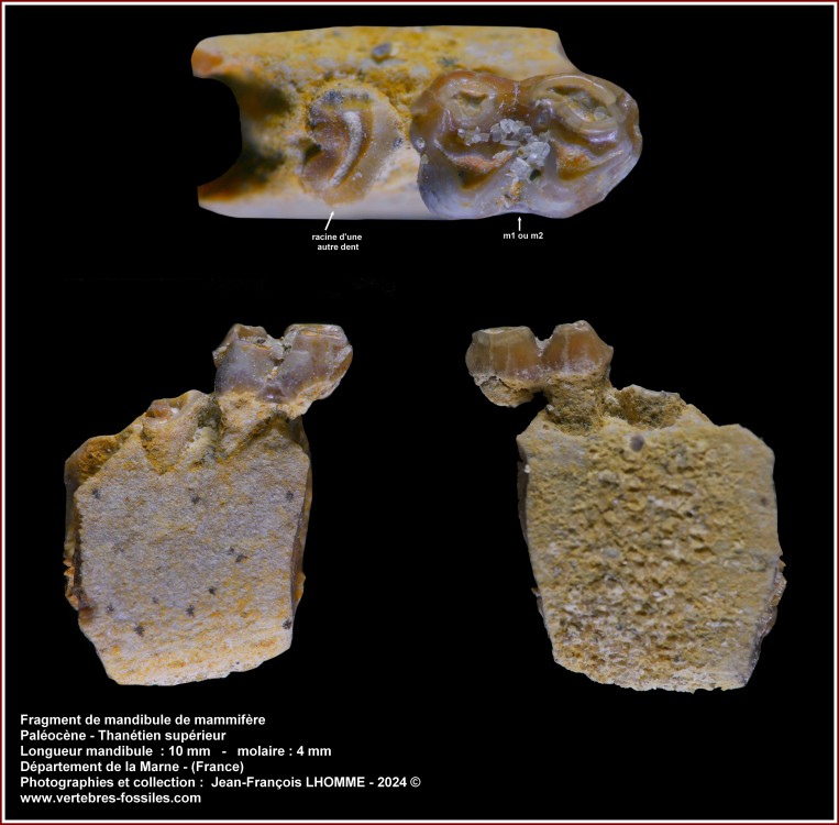 pl_mandibule_mammif_thanetien_marne_2.jpg