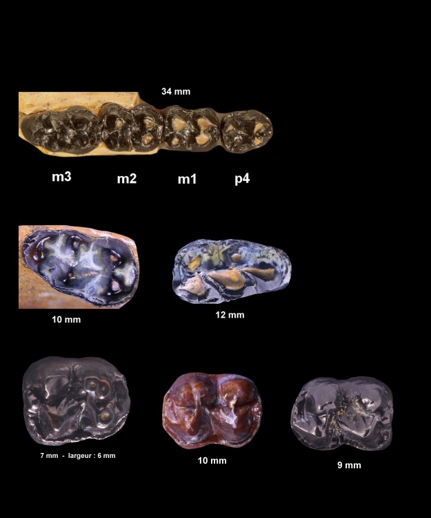 pl_molaire_bunodonte_cuisien_inférieure.jpg