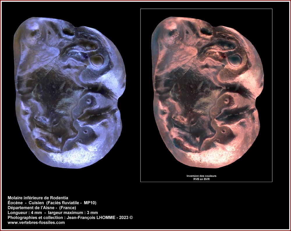 pl_molaire_inf_rongeur_8_11_2023.jpg