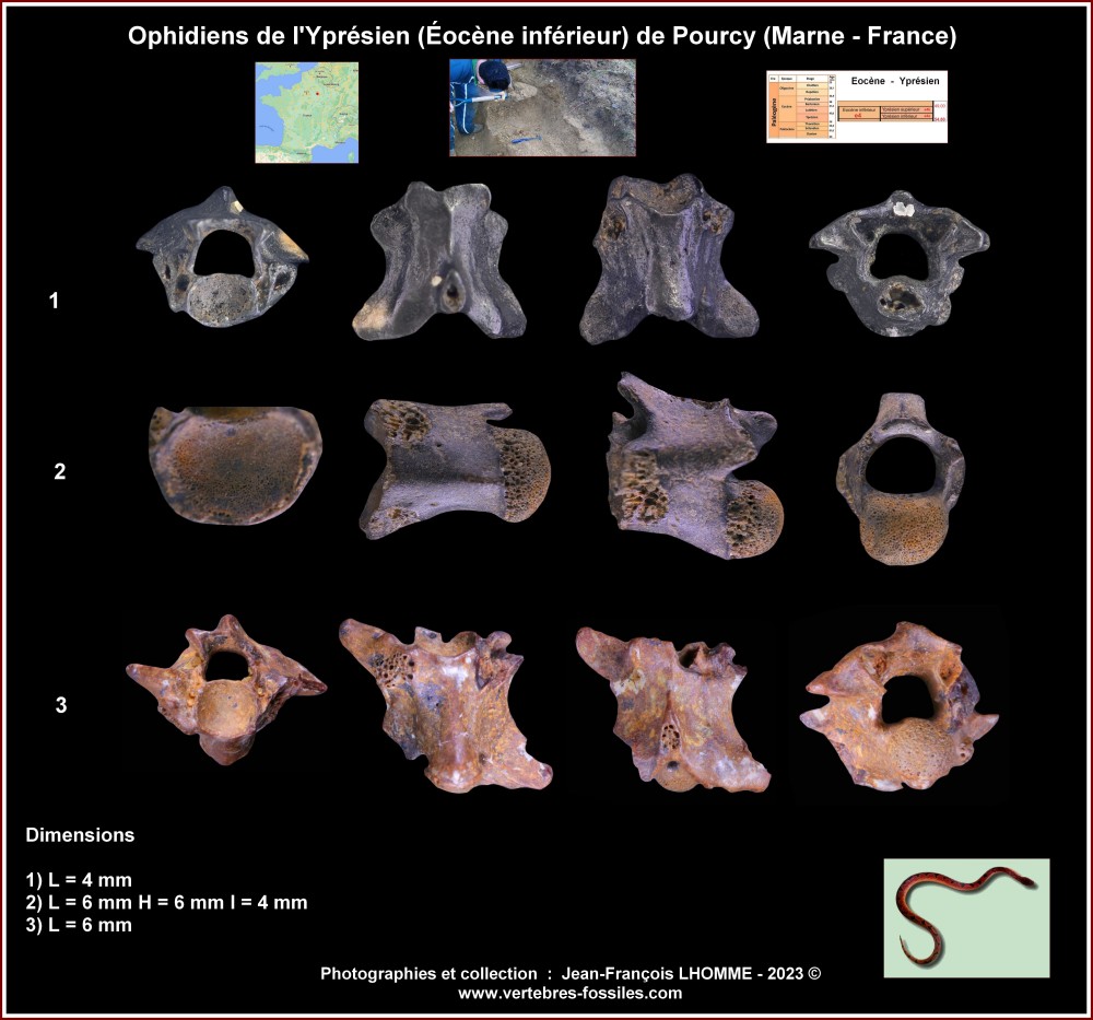 pl_ophidiens_pourcy.thumb.jpg.f471951073005f7b5805a3a296be5d17.jpg