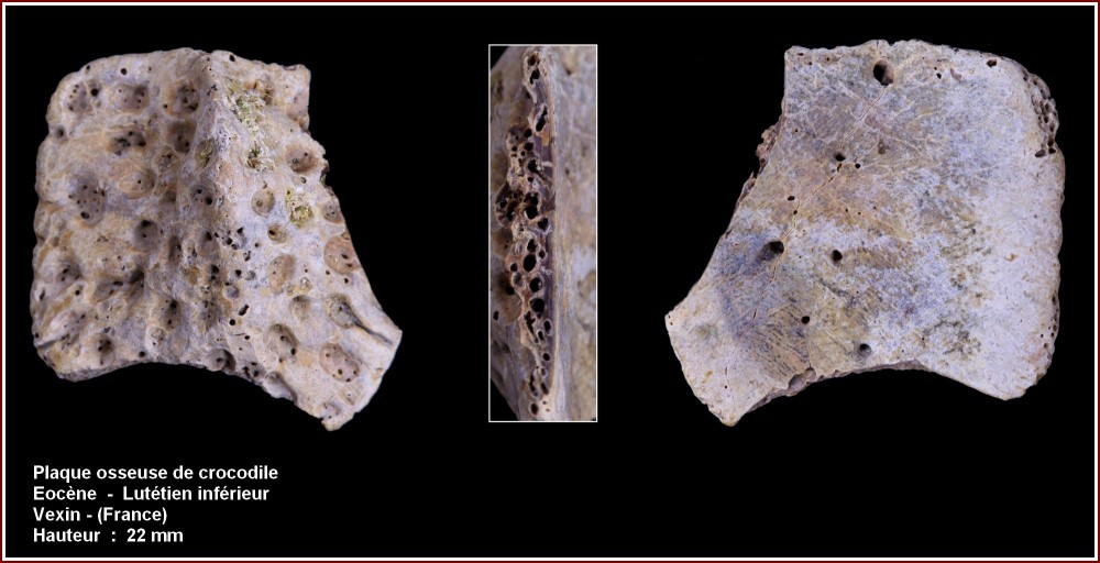 pl_plaque_croco_vexin.jpg