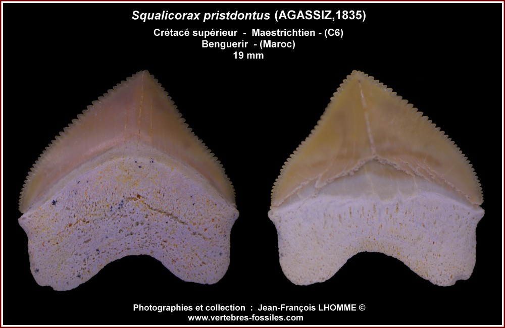 pl_squalicorax_pristdontus_benguerir1 - Copie.jpg