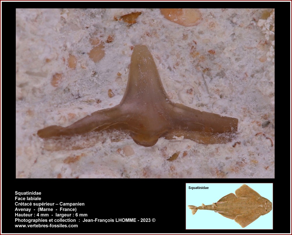 pl_squatinidae_campanien_avenay.jpg
