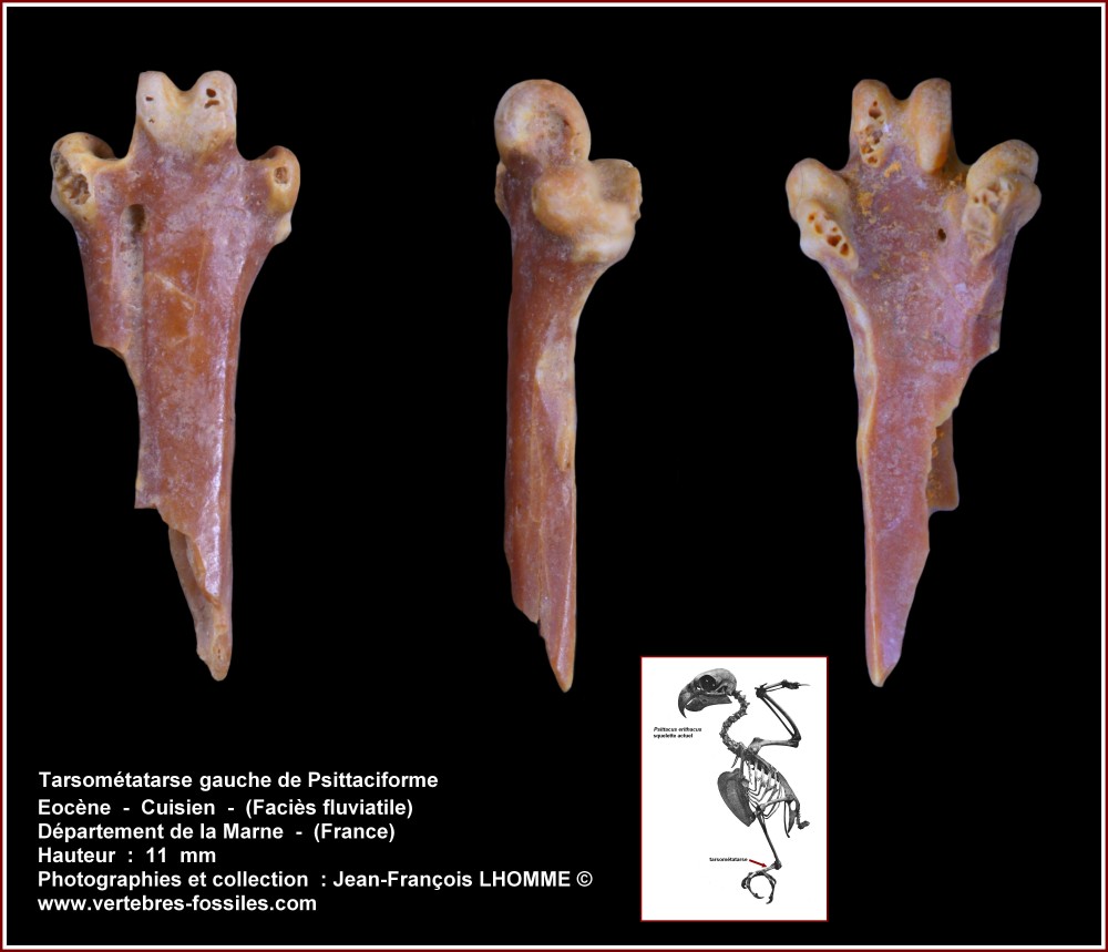 pl_tarsometatarse_gauche_perroquet.thumb.jpg.a19961b90b870febcfd8bf04f2f98a10.jpg