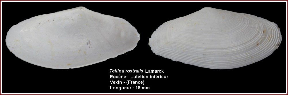 pl_tellina_vexin1.jpg