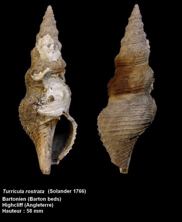 pl_turricula_rostrata.thumb.jpg.c592eb1e4885a3a1a184ea2ed5b789fd.jpg
