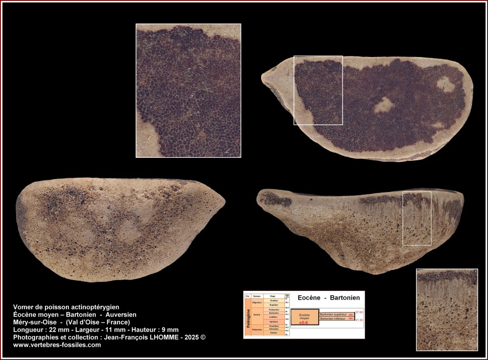 pl_vomer_poisson_mery.jpg