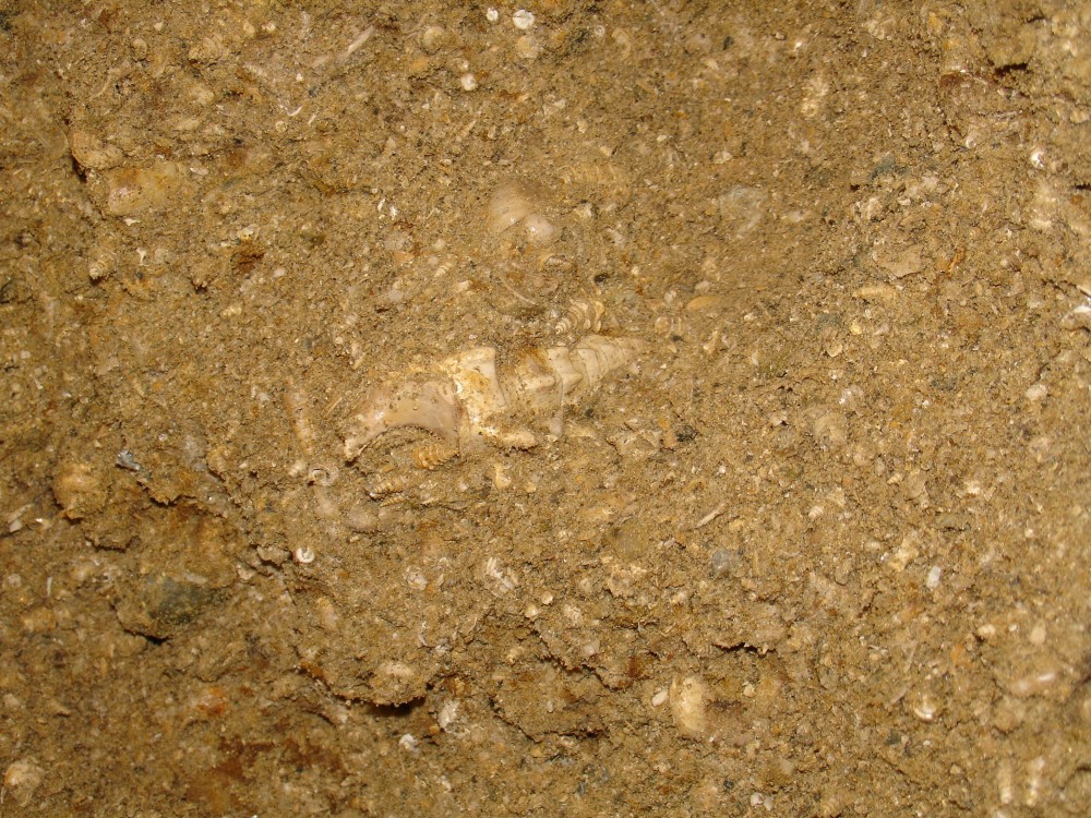 pourcy_in_situ (10).JPG