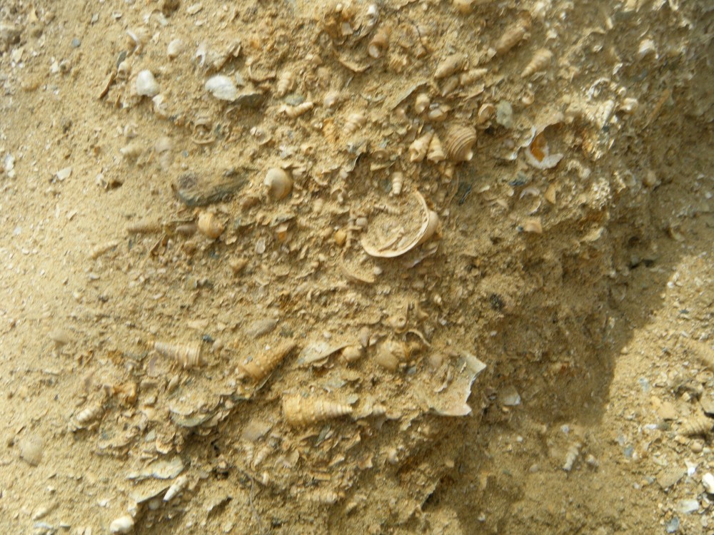 pourcy_in_situ (2).JPG