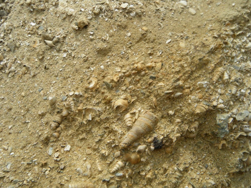 pourcy_in_situ (3).JPG