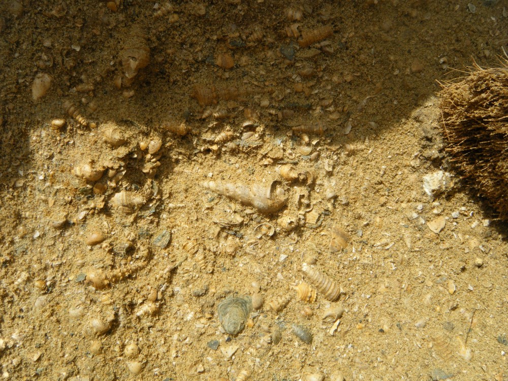 pourcy_in_situ (4).JPG