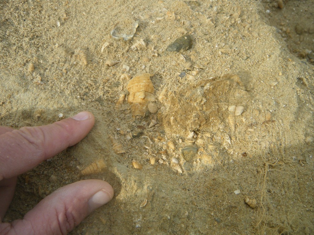 pourcy_in_situ (5).JPG