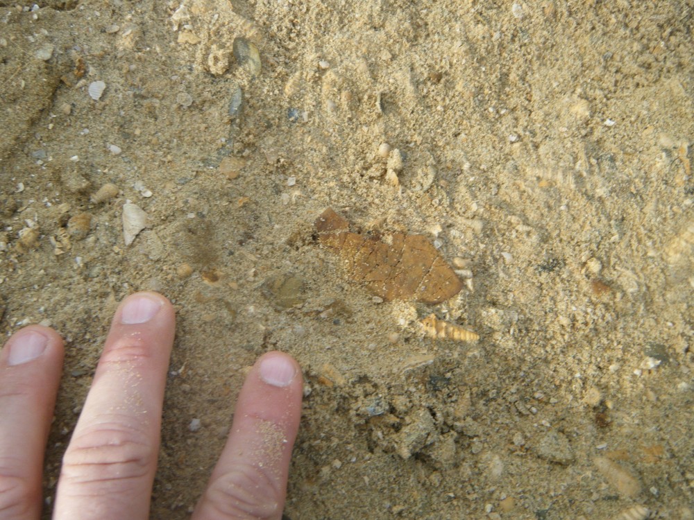 pourcy_in_situ (6).JPG