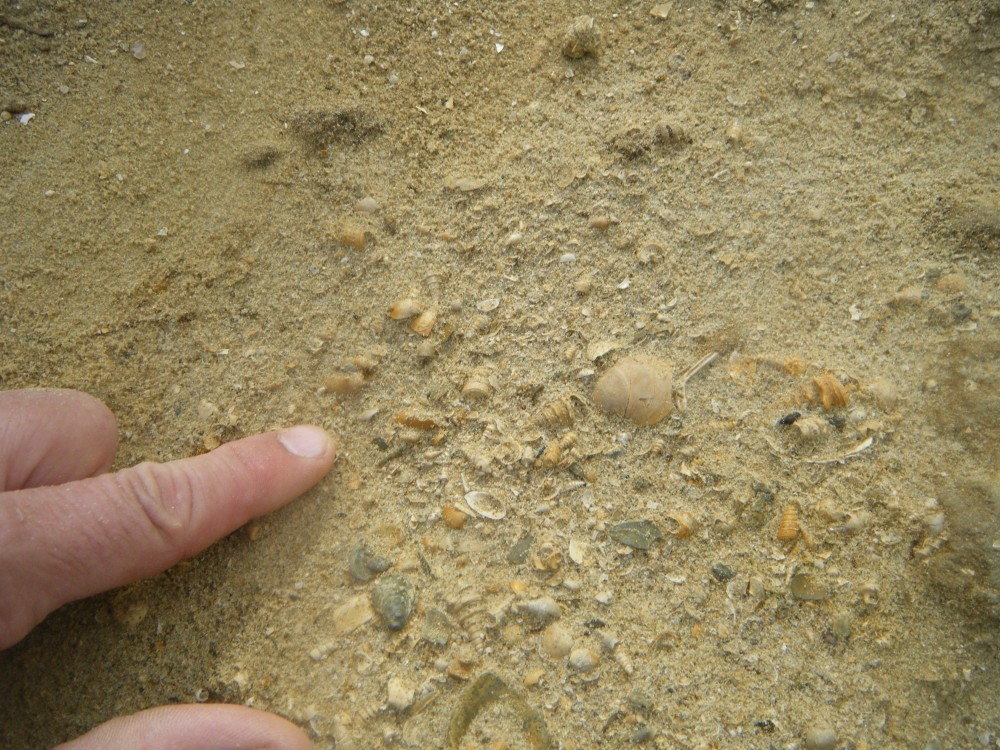 pourcy_in_situ (7).JPG