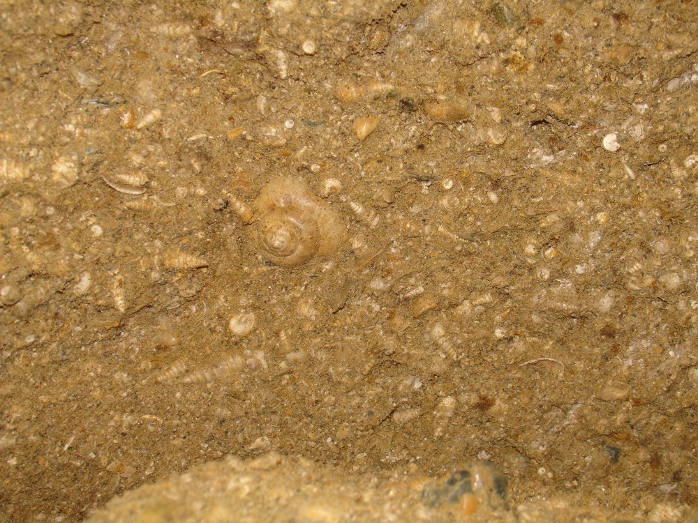 pourcy_in_situ (9).JPG