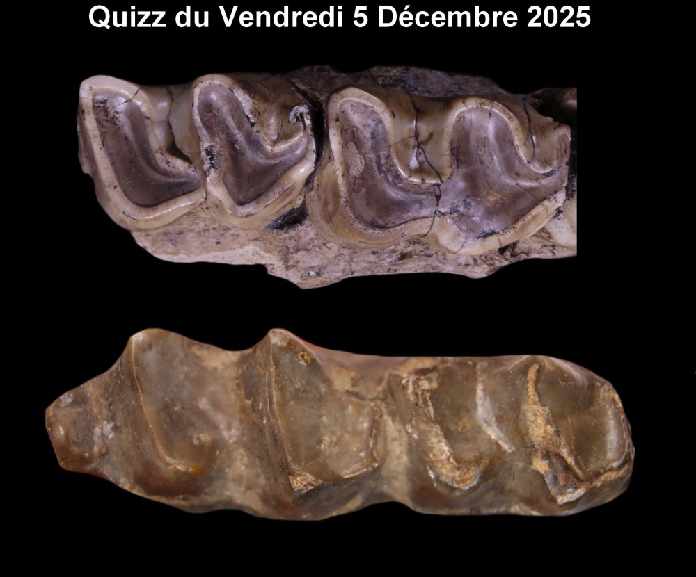 quizz_vendredi_5_decembre_2025.jpg