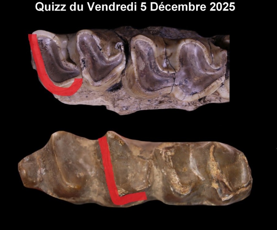 quizz_vendredi_5_decembre_2025.thumb.jpg.f78311ae8af1b14d0e9b2d6ab6d5588f.jpg