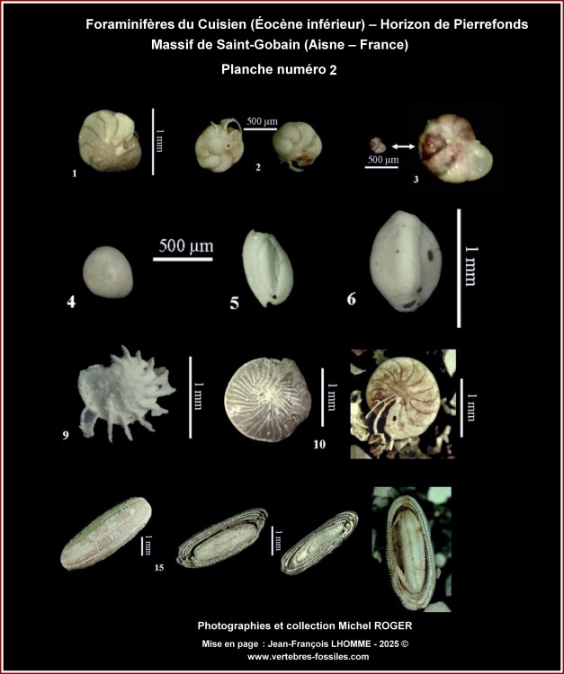 27_planche_foramniferes2_stg.thumb.jpg.267adf9e622a2c765e98b5967f491750.jpg