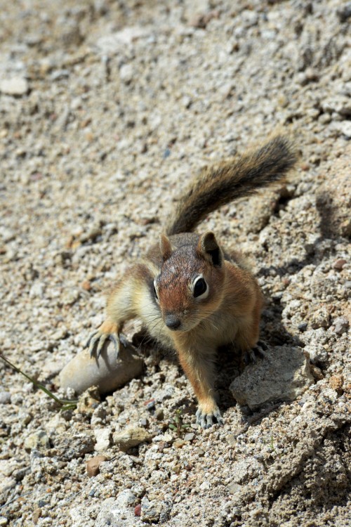 6-NM-Dinosaure (37).JPG