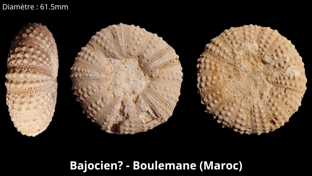 Bajocien_ - Boulemane (Maroc)_20260125_114036_0000.jpg