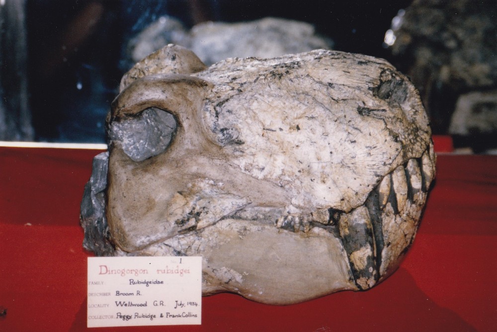 Dinogorgon rubidgei.jpg