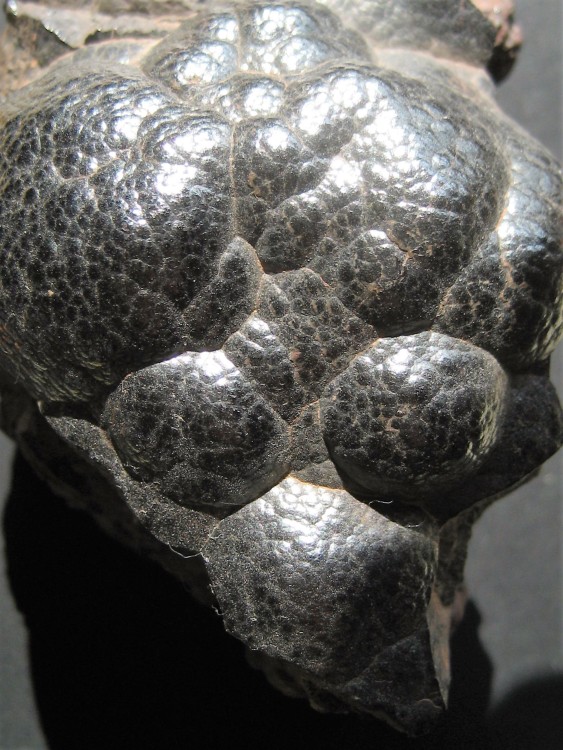 Goethite Maroc.JPG