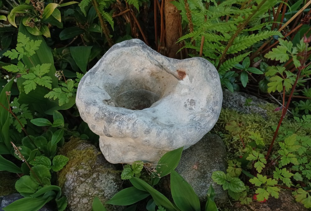 Grote gelobde spons - Vaches Noires.jpg