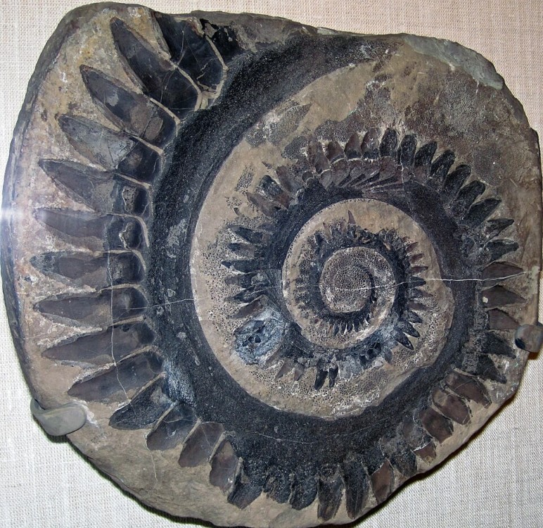 Helicoprion_tooth_whorl.jpg