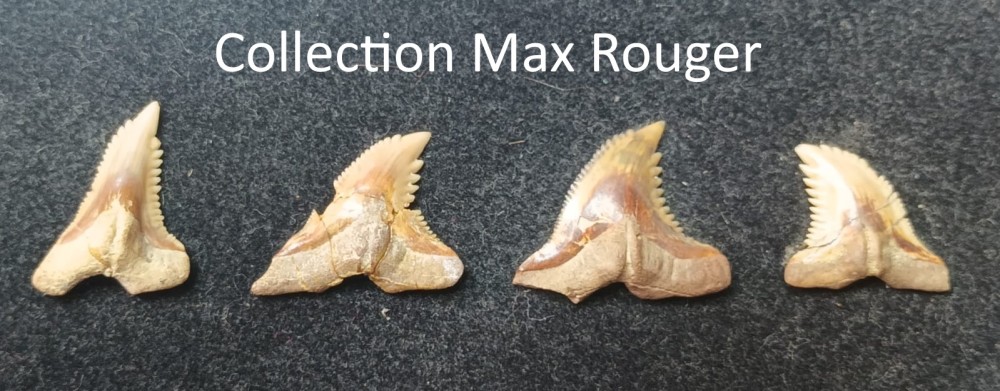 Hemipristis serra (1).jpg