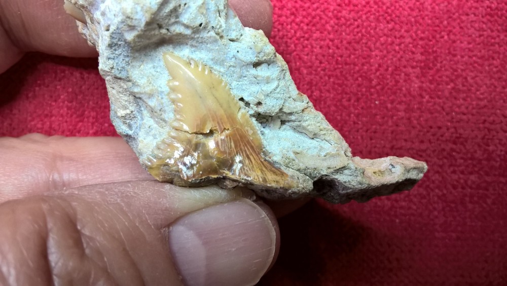 Hemipristis serra.jpg