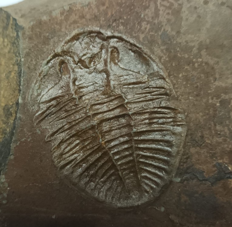 Ogyginus corndensis 1.jpeg