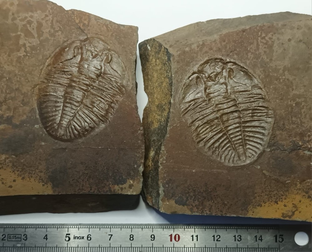 Ogyginus corndensis 3.jpeg