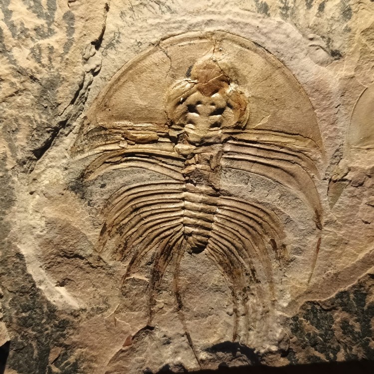 Olenellus fowleri 5.jpg