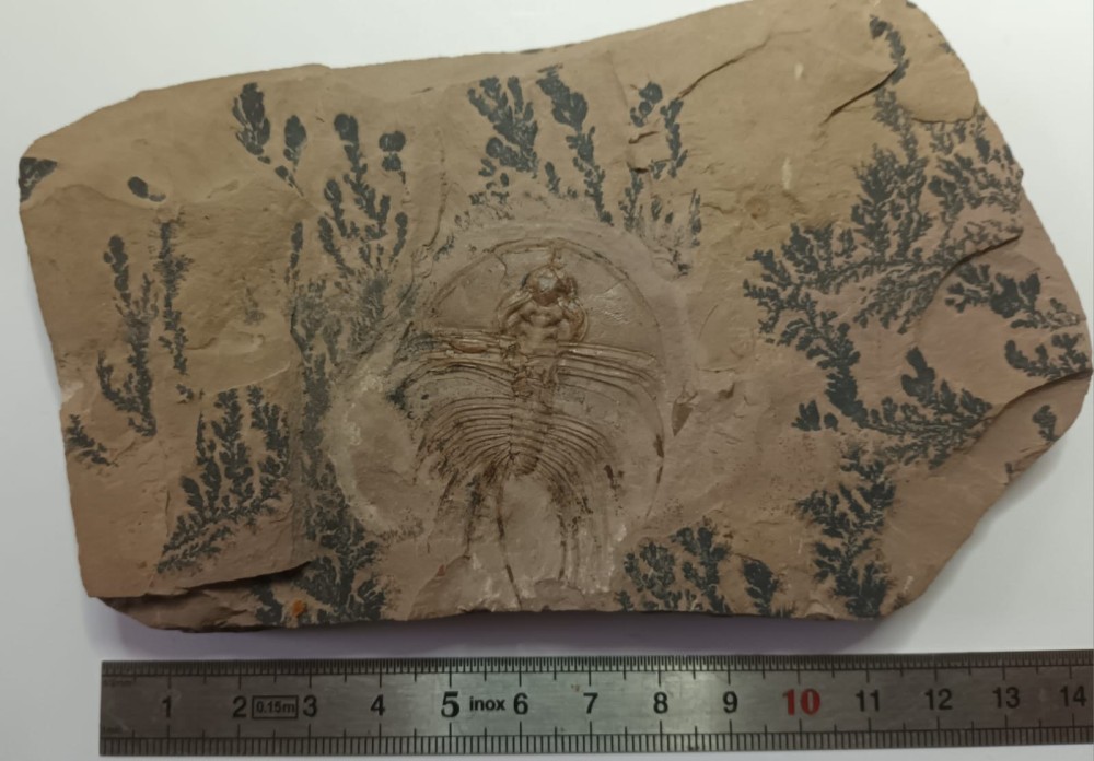 Olenellus fowleri 8.jpeg