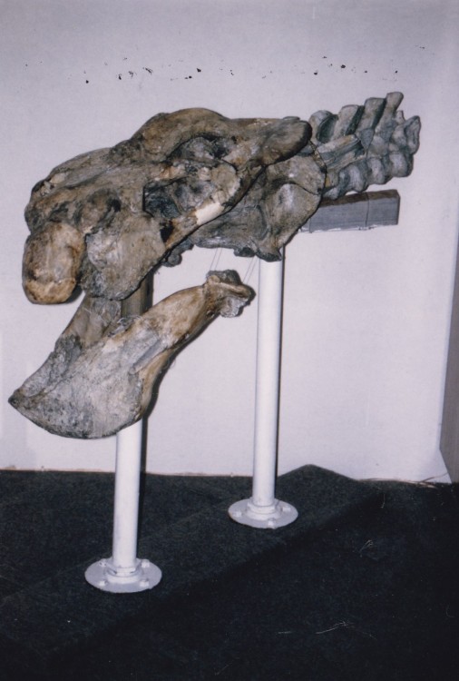 Platycyclops crassus.jpg