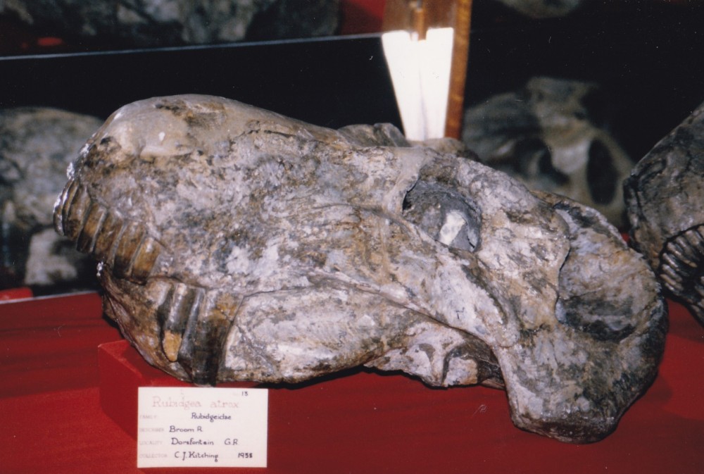 Rubidgea atrox.jpg