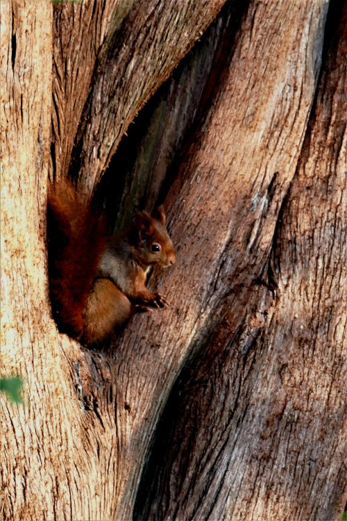 Sciurus_vulgaris (1).JPG