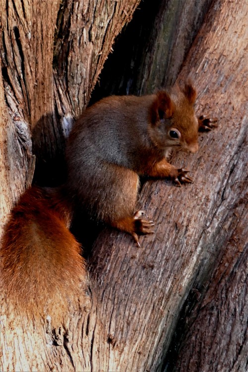 Sciurus_vulgaris (10).JPG